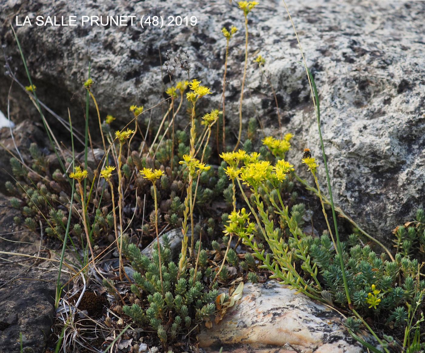 Stonecrop, Reflexed plant